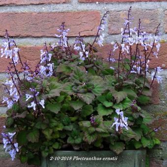 Plectranthus ernstii