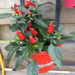 Capsicum annuum 'Little Elf' - Pepers, dwergpeper, Hot pepper