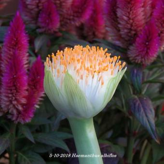 Haemanthus albiflos