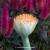 Haemanthus albiflos