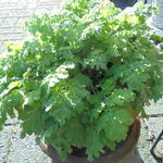 Tanacetum niveum 'Jackpot' - Wormkruid - Tanacetum niveum 'Jackpot'