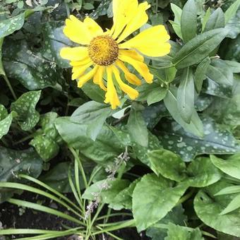 Helenium 'El Dorado'