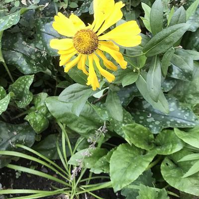 Zonnekruid - Helenium 'El Dorado'