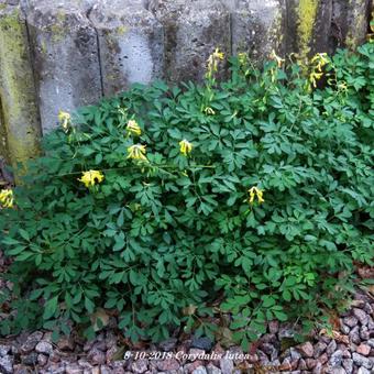 Corydalis lutea