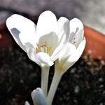 Colchicum byzantinum 'Innocence' - Herfsttijloos