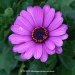 Osteospermum ecklonis - Spaanse margriet