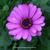 Osteospermum ecklonis