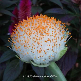 Haemanthus albiflos