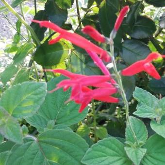 Salvia elegans 'Scarlet Pineapple'