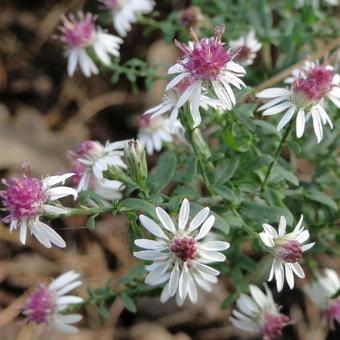 Aster lateriflorus