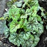 Heuchera americana 'Marvelous Marble Silver' - Purperklokje