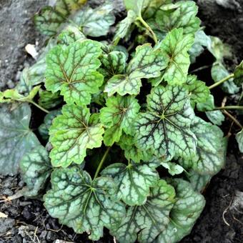 Heuchera americana 'Marvelous Marble Silver'