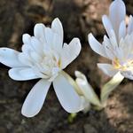 Colchicum autumnale 'Alboplenum' - Herfsttijloos