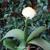 Haemanthus albiflos