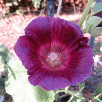 Alcea rosea 'HALO Lavender'