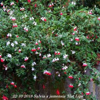 Salvia x jamensis 'Hot Lips'