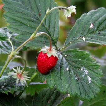 Fragaria vesca