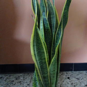 Sansevieria trifasciata var. laurentii