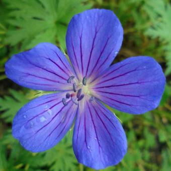 Geranium 'Nimbus'