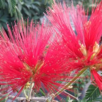 Calliandra tweedii