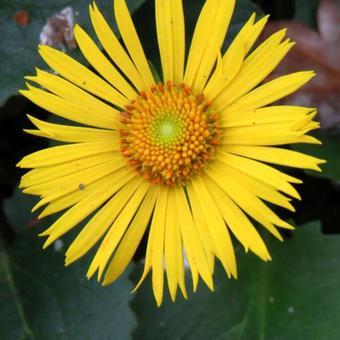 Doronicum orientale