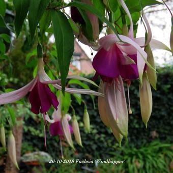 Fuchsia 'Windhapper'