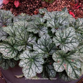 Heuchera 'Venus'