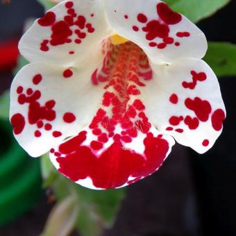 Mimulus 'Magic White Blotch'