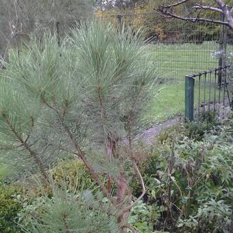 Pinus pinea 'Silver Crest'