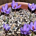 Crocus ligusticus - Herfstkrokus, saffraankrokus