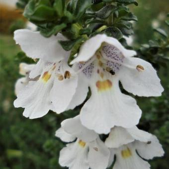 Prostanthera cuneata