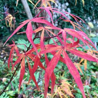 Acer palmatum 'Linearilobum'