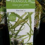 Frangula alnus 'Fine Line' - Smalbladige vuilboom