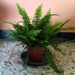 Nephrolepis exaltata 'Green Lady' - Krulvaren