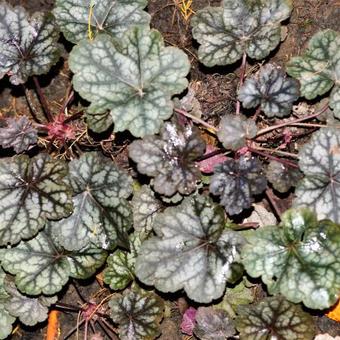 X Heucherella 'Quicksilver'