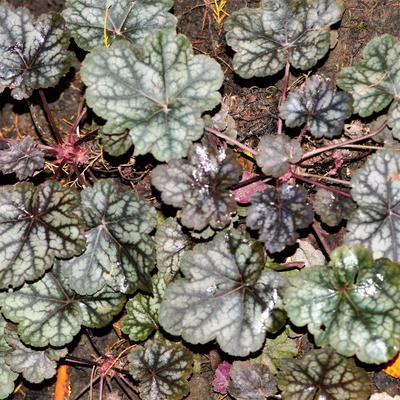 Purperklokje - X Heucherella 'Quicksilver'