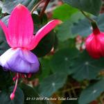 Fuchsia 'Lilac Lustre' - Bellenplant