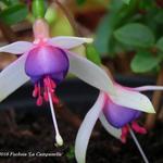 Fuchsia 'La Campanella' - Bellenplant