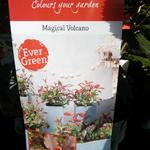 Photinia x fraseri 'Magical Volcano' - Glansmispel