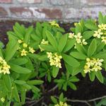 Daphne gemmata 'Royal Crown' - Peperboompje