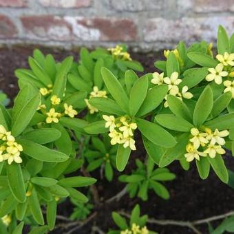 Daphne gemmata 'Royal Crown'