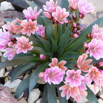 Lewisia  longipetala 'Little Raspberry'