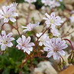 Lewisia columbiana subsp. rupicola - Bitterkruid