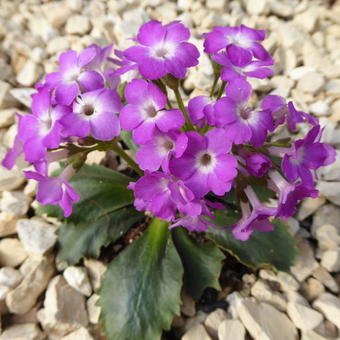 Primula x forsteri