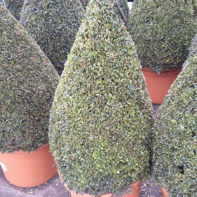 Buxus, randpalm - Buxus sempervirens