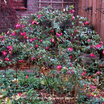 Fuchsia 'Army Nurse'