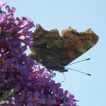 Buddleja davidii (blauw)