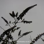 Buddleja davidii (blauw) - Vlinderstruik