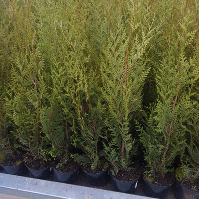 Thuja plicata ‘Atrovirens’ - Reuzenlevensboom