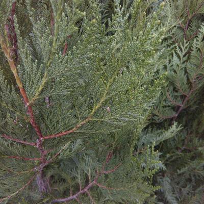 Reuzenlevensboom - Thuja plicata ‘Atrovirens’